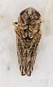 Phlepsanus vanduzei - photo 2
