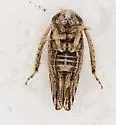 Phlepsanus vanduzei - photo 3