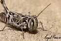 Four-spotted Grasshopper