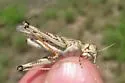 Four-spotted Grasshopper - photo 2