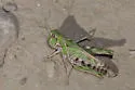 Four-spotted Grasshopper - photo 3