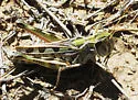Four-spotted Grasshopper - photo 4