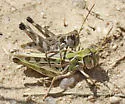 Four-spotted Grasshopper - photo 5