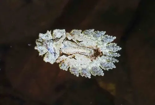 Phloeidae - Phloeidae