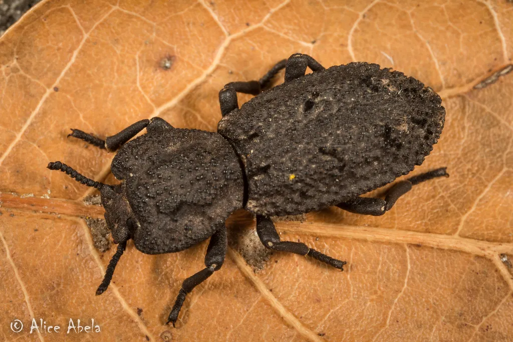 Diabolical Ironclad Beetle