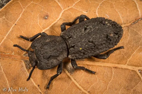Diabolical Ironclad Beetle - photo 2