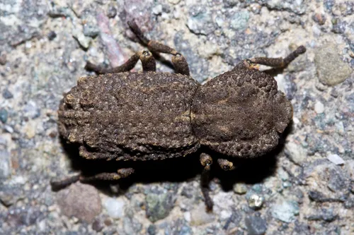 Phloeodes plicatus