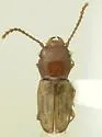 Phloeolaemus chamaeropis