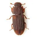 Phloeonemus catenulatus