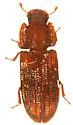 Phloeonemus catenulatus - photo 2