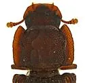 Phloeonemus catenulatus - photo 5