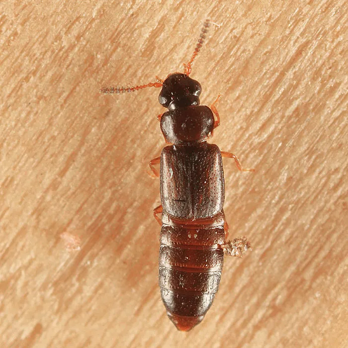 Phloeonomus laesicollis - photo 2