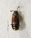 Phloeonomus suffusus - photo 2