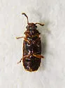 Phloeonomus suffusus - photo 3