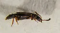 Phloeonomus suffusus - photo 4