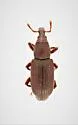 Phloeophagus apionides - photo 2