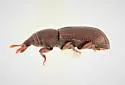 Phloeophagus apionides - photo 3