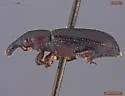 Phloeophagus canadensis - photo 3
