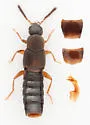 Phloeopora oregona