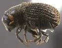 Phloeosinus antennatus - photo 2