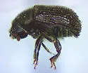 Phloeosinus canadensis