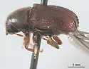 Phloeosinus cristatus
