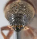 Phloeosinus cristatus - photo 3