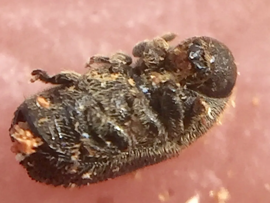 Phloeosinus cupressi - photo 2