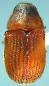 Phloeosinus dentatus