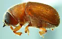 Phloeosinus dentatus - photo 2