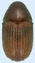 Phloeosinus dentatus - photo 3