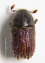 Phloeosinus dentatus - photo 5