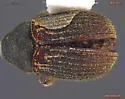 Phloeosinus pini