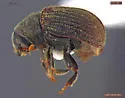 Phloeosinus pini - photo 2