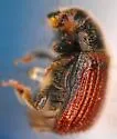 Western Cedar Bark Beetle - photo 2