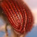 Western Cedar Bark Beetle - photo 3