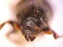 Western Cedar Bark Beetle - photo 4