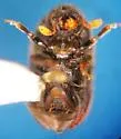 Western Cedar Bark Beetle - photo 5