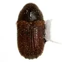 Phloeosinus scopulorum