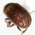 Phloeosinus scopulorum - photo 2