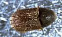 Phloeosinus scopulorum - photo 3
