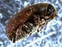 Phloeosinus scopulorum - photo 4