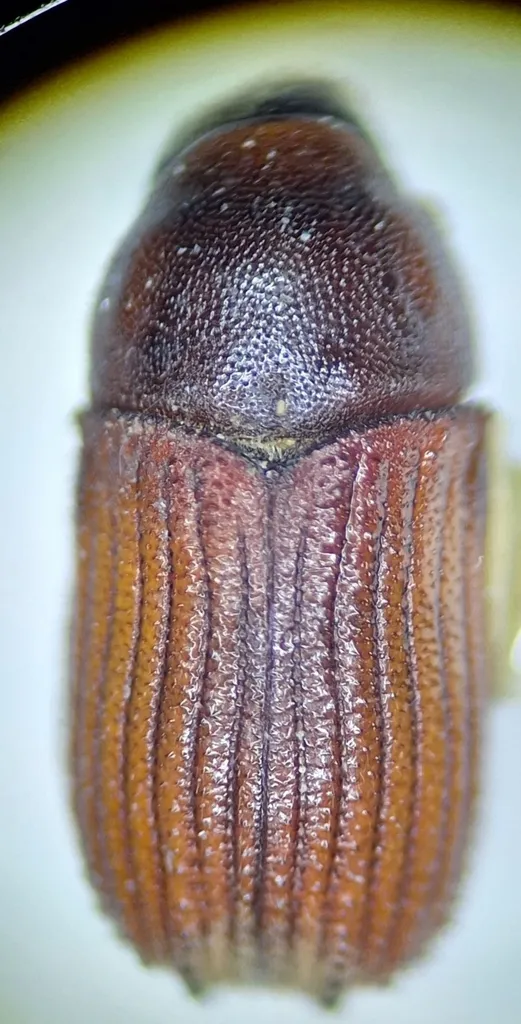Phloeosinus sequoiae - photo 2
