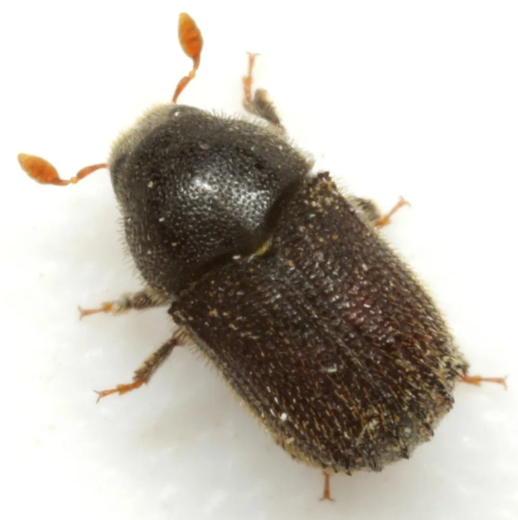 Phloeosinus serratus - photo 2