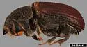 Phloeosinus vandykei