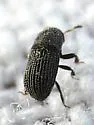 Phloeotribus dentifrons - photo 2