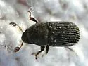 Phloeotribus dentifrons - photo 3