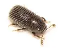 Phloeotribus dentifrons - photo 4