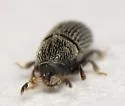 Phloeotribus dentifrons - photo 5