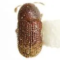 Phloeotribus frontalis